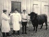 Der Schlachter Paul Seibt beim Viehhandel. (Archiv Hans-Heinrich Schimler)